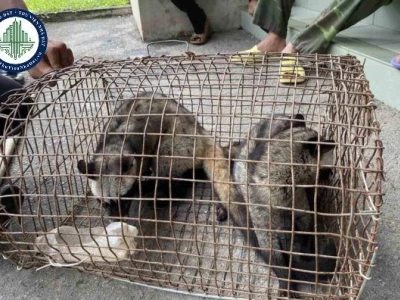 Hộ kinh doanh cá thể là gì? Đặc điểm, quyền lợi và nghĩa vụ