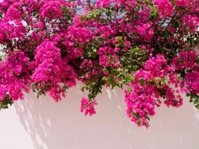 Hoa Giấy Tiếng Anh Là Gì? Khám Phá Từ Vựng Liên Quan