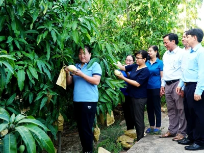 Khám phá Cù lao Dung ở đâu và những trải nghiệm độc đáo