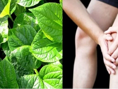 Lá lốt chữa xương khớp như thế nào: Hướng dẫn chi tiết và lưu ý