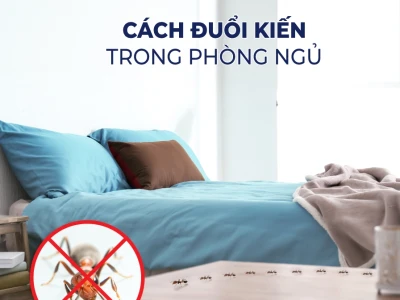 Mẹo đuổi kiến hiệu quả: Bí quyết đơn giản tại nhà