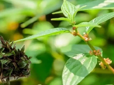 Phân tích toàn diện tác hại của cây thuốc dòi và những lưu ý quan trọng