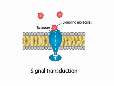 Receptor là gì? Khám phá vai trò và các loại thụ thể tế bào