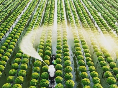 Sa Đéc ở đâu? Khám phá vùng đất sen và hoa rực rỡ